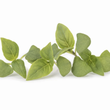 Basilic thai