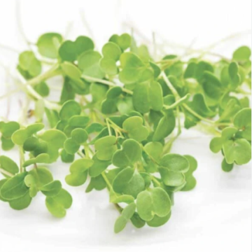 Roquette 